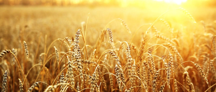 Menos divisas por exportaciones: la liquidación del agro en el primer bimestre fue la más baja en cinco años
